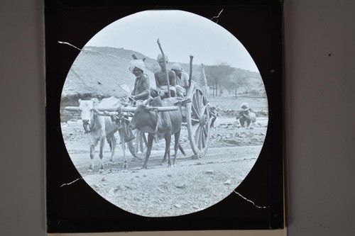 Indian men bullock cart oxen - bullock,
