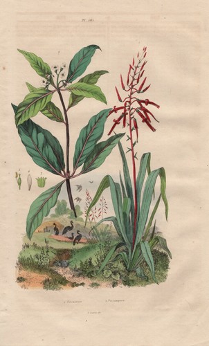 Pitcairnia bromeliad - pitcairnia,