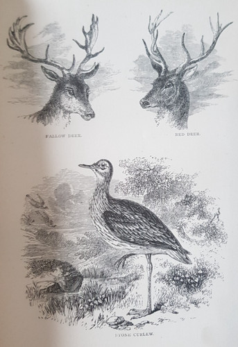 1891 the natural history - natural, &