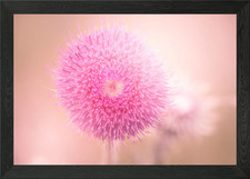Scottish thistle close-up