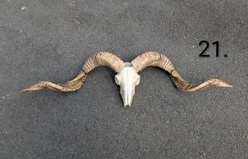 Huge ram skull bones - ram, skull,