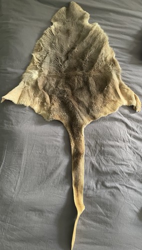 Kangaroo skin hide - skin,