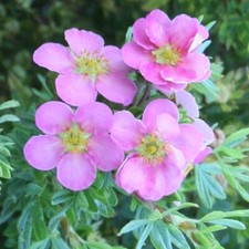 POTENTILLA LOVELY PINK PLANT, 9CM POT, HARDY SHRUB PINK FLOWERS ABBOTSWOOD