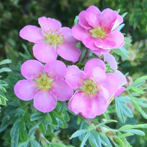 Potentilla lovely pink plant - potentilla,