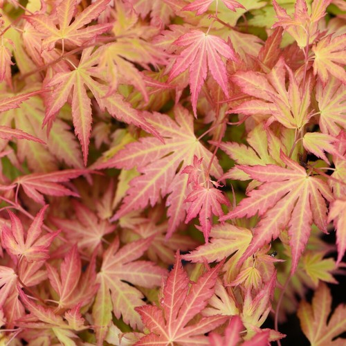 Acer palmatum orange - t&m,