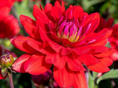 Karma amora dahlia - amora, 2