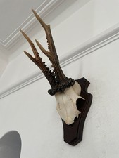 Antlers of a  Roe Deer 534 Real Taxidermy mounted interior design horns