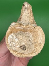 Carolina Fossil Whale Dolphin