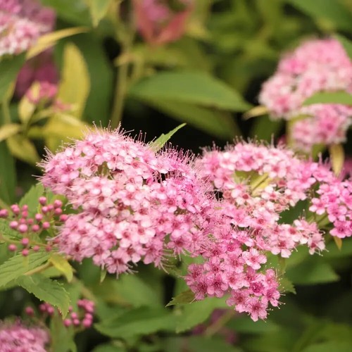Spiraea japonica little - spiraea,