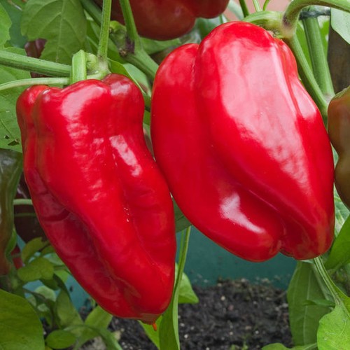 Pepper sweet redskin - sweet, potted