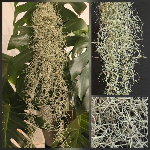 Spanish moss tillandsia - spanish, moss.tillandsia