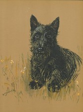 SCOTTISH TERRIER SCOTTIE ORIGINAL OLD VINTAGE 1930'S DOG ART PRINT by K F BARKER