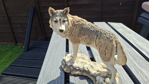 The wolf 2014 from - 2014,