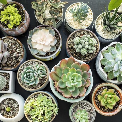 Succulent seeds x 15 - succulent,