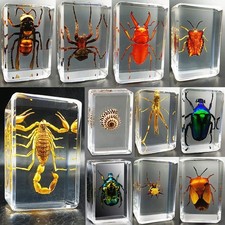 specimens bugs in Resin Real