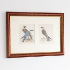 Antique Victorian Lithograph Prints British Birds by Henry Leonard Meyer Framed
