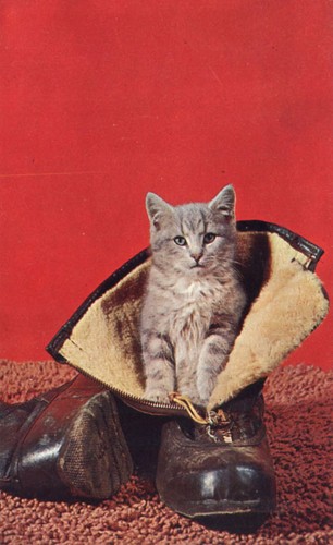Puss boots gray kitten - puss, a