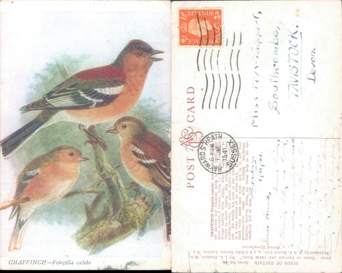 Chaffinches illustration - , jl