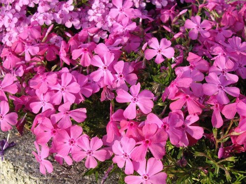 Pack creeping phlox - x6,