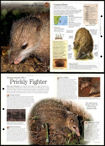 Common tenrec mammals - mammals,