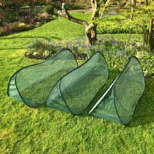 Allotment Garden Plant Cover