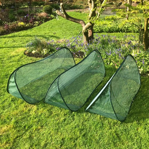 Allotment garden plant cover - allotment,