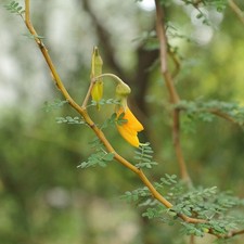 Sophora prostrata Little Baby