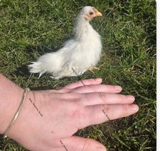 6 Silkied Serama Eggs Tiny