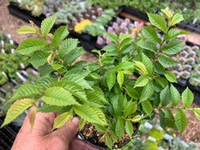 Ulmus 'Jacqueline Hillier'