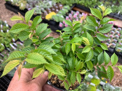 Ulmus jacqueline hillier - ulmus, 'jacqueline