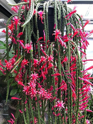 Rat tail cactus aporocactus - cactus,