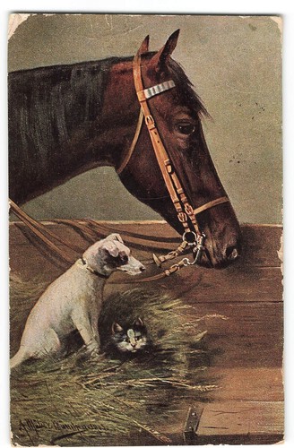 1905 postcard signed horse