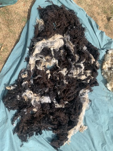 Raw wool roving pack set - roving, 114g+