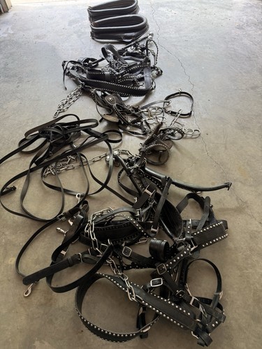 Team show harness - harness, for