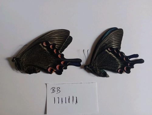 Papilio maackii pair from - maackii, a1