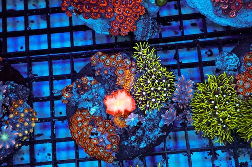 Multi zoanthid rock colony - multi-zoanthid,
