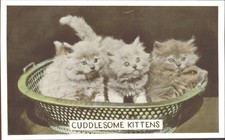 CUDDLESOME KITTENS, Persian