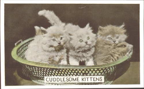 Cuddlesome kittens persian - kittens,,