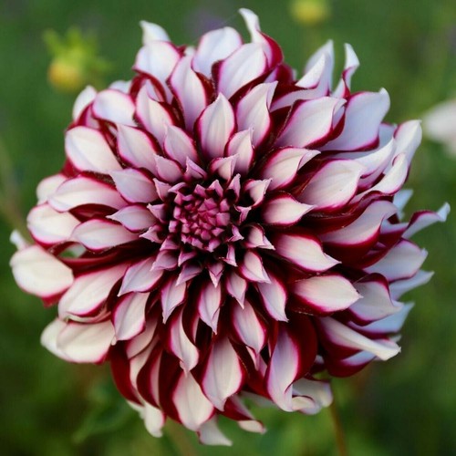 Perennial dahlia seeds - perennial,