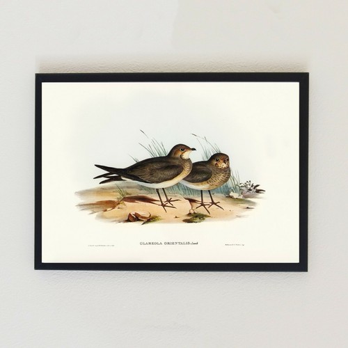 Vintage birds illustration - vintage,