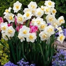 Daffodil Cheerfulness White Early Spring Flowering Garden Bulbs Indoor Outdoor