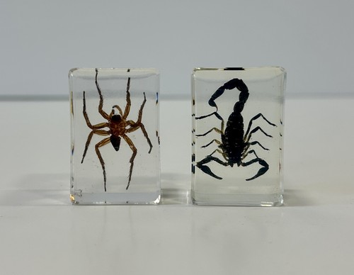 Real scorpion and spider - scorpion,