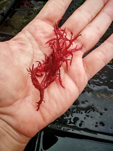 Dragons tongue live marine - dragons,