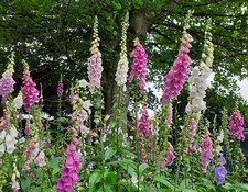 10Mature Foxgloves Digitalis