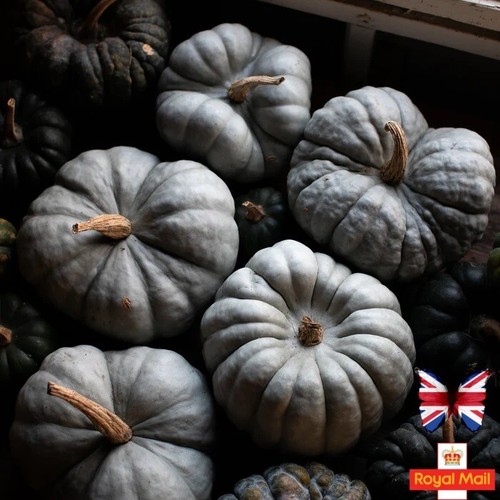 Pumpkin seeds shamrock - pumpkin,