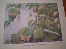 Macmillan Vintage Educational Poster 1930's No 69. Silkworm E Aris