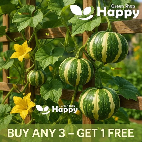Gourd flat striped - gourd,