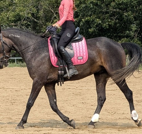 Kentaur dressage saddle - dressage,