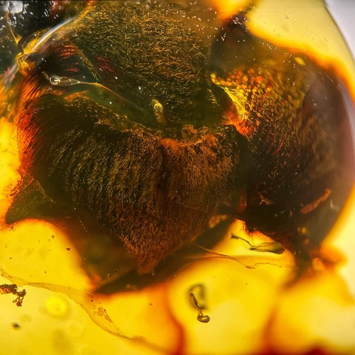Burmese amber fossil 99 - burmese, fossil: