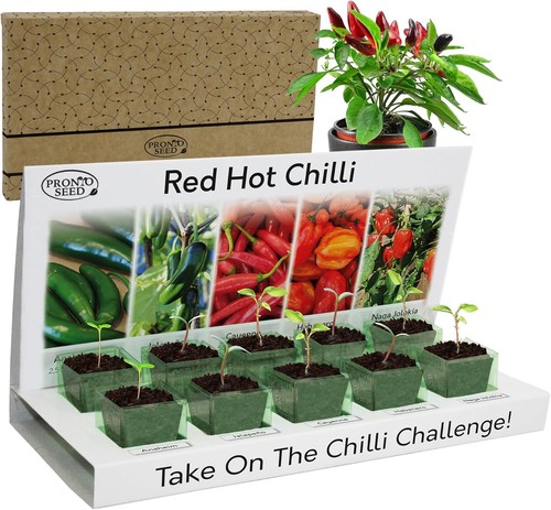 Chilli seeds growing - |,